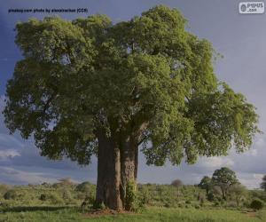 yapboz Baobab